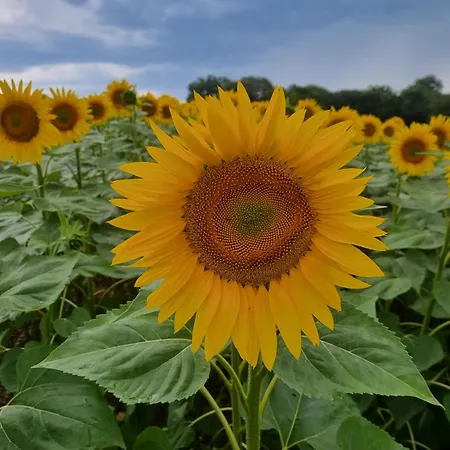 Сasa de vacaciones Lbca Maison Campagnarde Casteljaloux