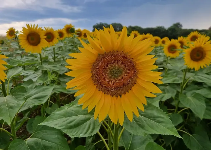 Feriehus Lbca Maison Campagnarde Casteljaloux